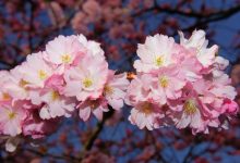 Photo of Mai mulți arbori de sakura au fost plantați în capitală. În ce sector urmează să înflorească