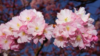 Photo of Mai mulți arbori de sakura au fost plantați în capitală. În ce sector urmează să înflorească