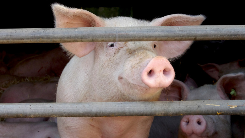 Photo of Ironia sorții: Un porc l-a ucis pe măcelarul care urma să-l sacrifice în abator