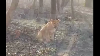 Photo of video | Un leu și-a făcut apariția într-o localitate din raionul Ștefan Vodă