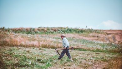 Photo of Guvernul Japoniei va ajuta peste 3000 de gospodării agricole din R. Moldova: Valoarea proiectului