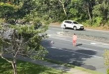 Photo of video | Un bărbat din Australia a oprit traficul pe o șosea aglomerată pentru ca un koala să poată traversa în siguranță