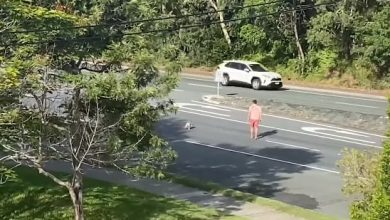 Photo of video | Un bărbat din Australia a oprit traficul pe o șosea aglomerată pentru ca un koala să poată traversa în siguranță