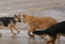 Photo of video | Cine este stăpânul leului găsit la Ștefan Vodă? Grădina Zoologică din Odesa neagă că i l-ar fi dăruit