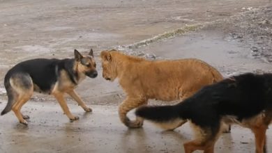 Photo of video | Cine este stăpânul leului găsit la Ștefan Vodă? Grădina Zoologică din Odesa neagă că i l-ar fi dăruit