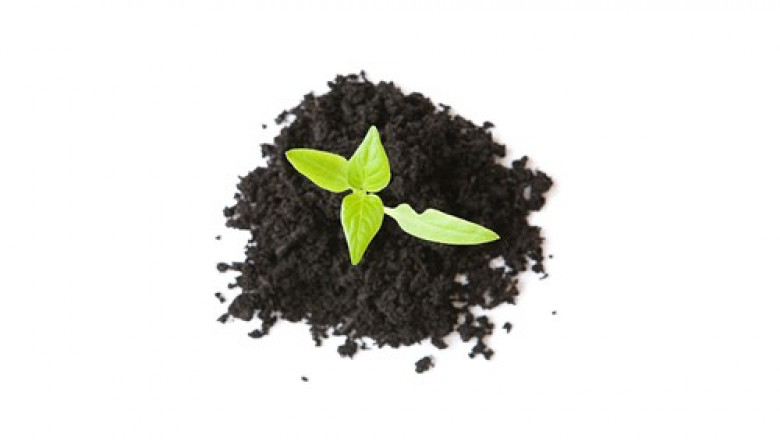 Photo of Statul american New York a aprobat transformarea cadavrelor umane în compost