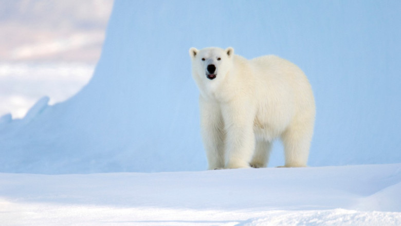 Photo of Un urs polar a ucis doi oameni în Alaska. Biologii se tem că astfel de atacuri s-ar putea înmulţi
