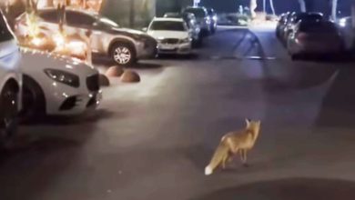 Photo of O vulpe, surprinsă cum se plimbă în apropierea unui restaurant din centrul capitalei