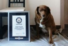Photo of video | A fost doborât recordul mondial pentru „cel mai bătrân câine din istorie”