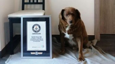 Photo of video | A fost doborât recordul mondial pentru „cel mai bătrân câine din istorie”
