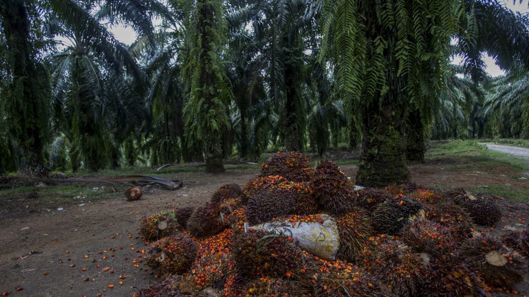 Photo of Agricultură cu ajutorul AI: Cum ar putea contribui inteligența artificială la creșterea randamentelor agricole la nivel mondial