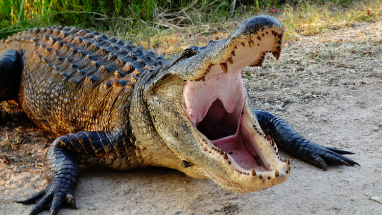 Photo of O femeie care a ieșit la plimbare cu câinele a fost ucisă de un aligator. Unde s-a întâmplat