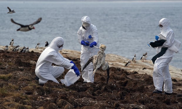 Photo of O fetiţă în vârstă de 11 ani a murit din cauza gripei aviare, în prima infecție umană cu H5N1