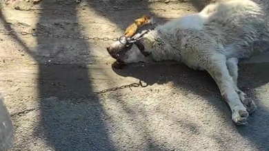 Photo of video | Scene șocante într-un sat din Strășeni: Ar fi legat un câine de tractor și a început să-l tragă după el