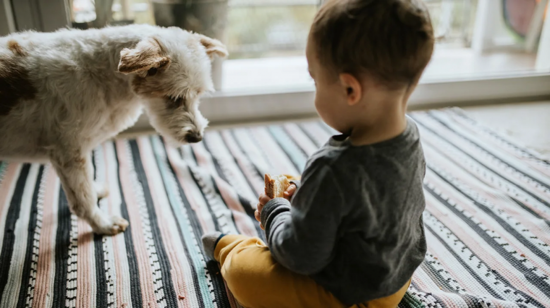 Photo of Animalele de companie ți-ar putea feri copilul de alergii alimentare: Cum explică cercetătorii