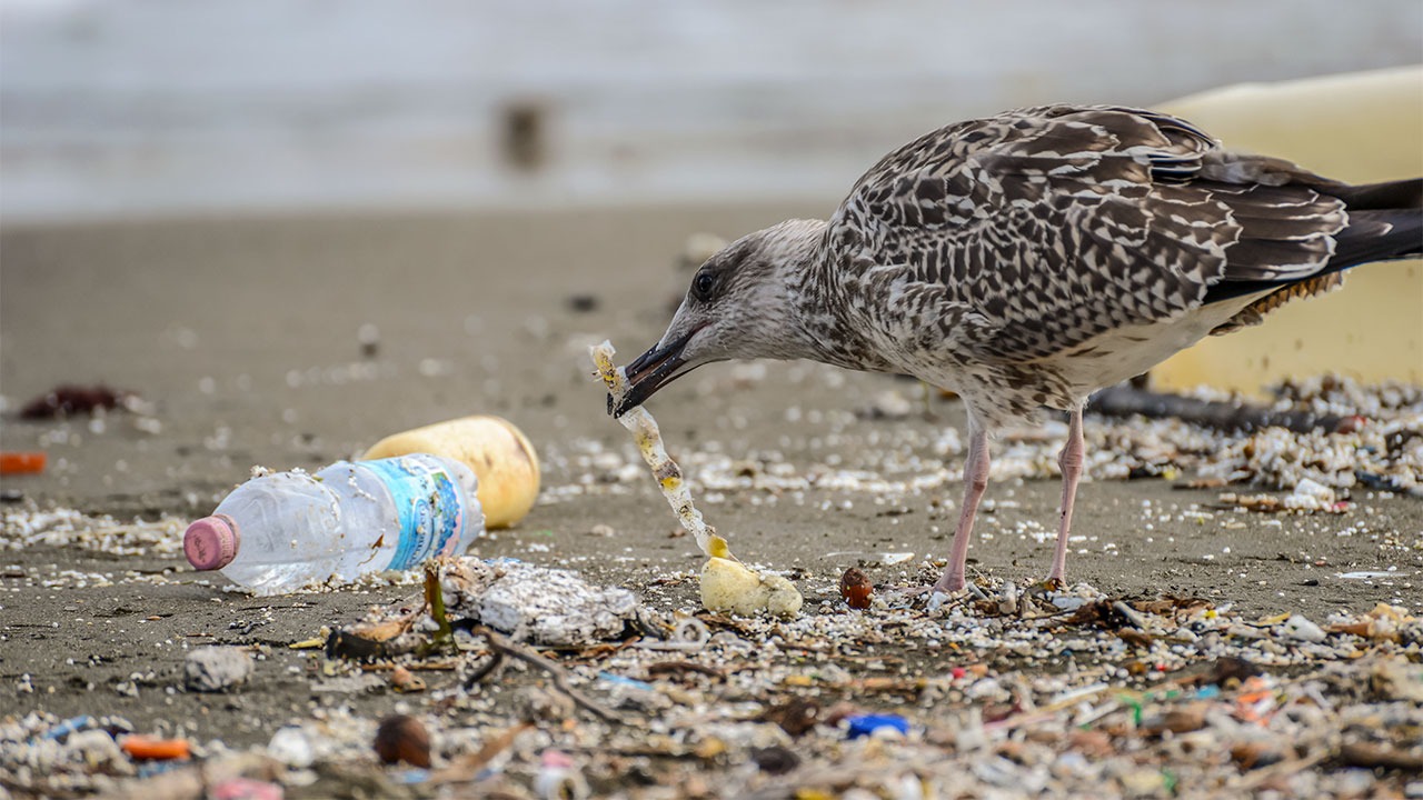 Photo of Ce este plasticoza, noua boală provocată de poluarea cu plastic: Cum sunt afectate păsările