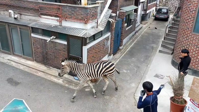Photo of O zebră a evadat de la grădina zoologică. Animalul s-a plimbat mai multe ore prin centrul orașului Seul