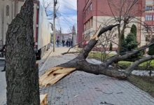 Photo of video, foto | Un nou copac din Vaslui, doborât de un șofer de TIR din R. Moldova