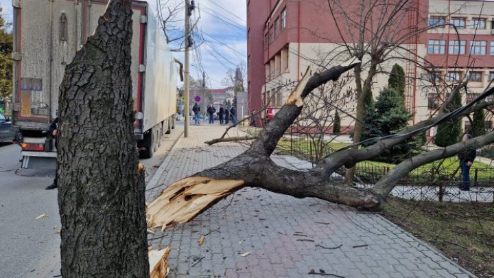 Photo of video, foto | Un nou copac din Vaslui, doborât de un șofer de TIR din R. Moldova