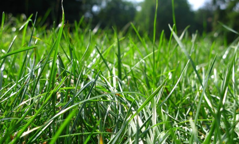 Photo of Gospodarii sunt îndemnați să nu cosească iarba în luna mai