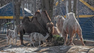 Photo of foto | Grădina Zoologică din Chișinău împlinește 45 de ani, iar Primăria anunță surprize: Cine poate intra gratuit