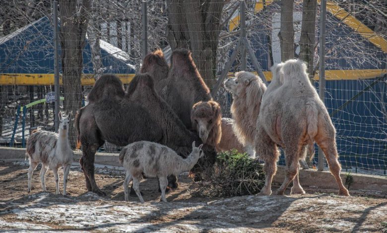 Photo of foto | Grădina Zoologică din Chișinău împlinește 45 de ani, iar Primăria anunță surprize: Cine poate intra gratuit