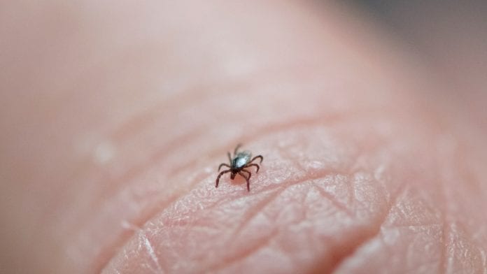Photo of Peste 100 de moldoveni s-au îmbolnăvit de Lyme, după ce au fost înțepați de căpușe. Semnul cel mai frecvent al bolii