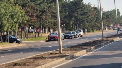 Photo of „Nu putem sta de pază”: Arbuștii plantați pe o alee din Chișinău au fost furați în această noapte