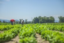 Photo of Subvenții de până la 4 milioane de lei pentru agricultori. Care sunt condițiile de eligibilitate