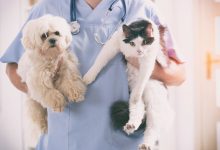 Photo of Indemnizație unică de 15 salarii medii pentru tinerii specialiști cu studii în medicina veterinară