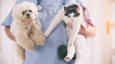 Photo of Indemnizație unică de 15 salarii medii pentru tinerii specialiști cu studii în medicina veterinară