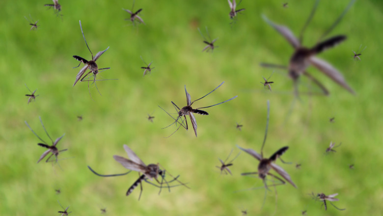Photo of Ţânţarul comun este acum rezistent la insecticide: Cercetătorii avertizează că putem fi mai vulnerabili la virusul West Nile