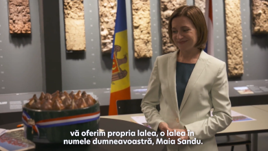 Photo of Un nou soi de lalele olandeze va purta numele președintei Republicii Moldova, Maia Sandu