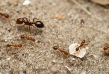 Photo of Una dintre cele mai distructive specii de furnici de pe glob ar putea invada Europa odată cu încălzirea globală