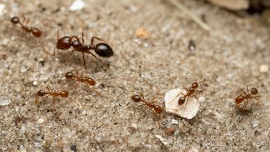 Photo of Una dintre cele mai distructive specii de furnici de pe glob ar putea invada Europa odată cu încălzirea globală