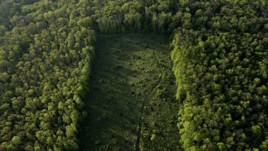 Photo of analiză | Impactul schimbărilor climatice asupra pădurilor din Republica Moldova și cum vor autoritățile să combată fenomenul