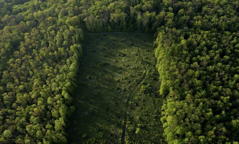 Photo of analiză | Impactul schimbărilor climatice asupra pădurilor din Republica Moldova și cum vor autoritățile să combată fenomenul