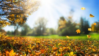 Photo of Anul 2023 ar putea fi considerat cel mai călduros. Cauza temperaturilor ridicate din ultima perioadă