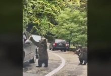 Photo of video | Șofer filmat în timp ce bate palma cu un urs în Transfăgărășan: Avertismentul specialiștilor