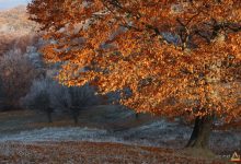 Photo of Cum se anunță vremea în noiembrie? Prognoza meteorologică oferită de specialiști