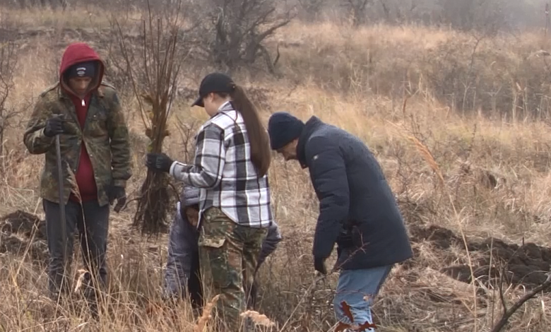 Photo of video | Elevii de la Colegiul de Ecologie au plantat mii de Stejari și Paltini: „Contribuim la înverzirea spațiilor neîmpădurite a Moldovei”