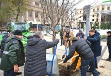 Photo of update, foto | Copacii din scuarul Mihai Eminescu din capitală, tăiați și înlocuiți cu tei. Ce spune Primăria