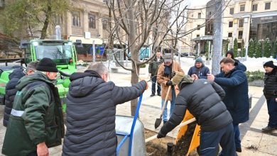 Photo of update, foto | Copacii din scuarul Mihai Eminescu din capitală, tăiați și înlocuiți cu tei. Ce spune Primăria