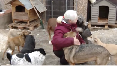 Photo of video | O femeie din Mileștii Mici ține acasă 50 de câini și 13 pisici: „Am grijă de ele mai bine ca de mine”