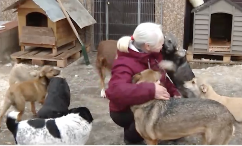 Photo of video | O femeie din Mileștii Mici ține acasă 50 de câini și 13 pisici: „Am grijă de ele mai bine ca de mine”