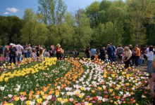 Photo of video | Insulă de lalele, inaugurată la Grădina Botanică. Poate fi admirată și floarea numită Maia Sandu