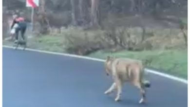 Photo of video | Clipe de groază pentru un biciclist urmărit de un lup, pe drumul spre Poiana Brașov. Cum a fost salvat