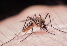 Photo of Specialiștii avertizează că înțepăturile de țânțar devin tot mai periculoase