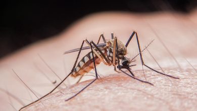 Photo of Specialiștii avertizează că înțepăturile de țânțar devin tot mai periculoase