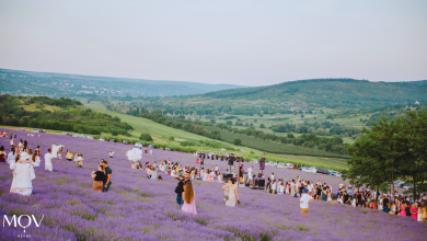 Photo of update | Două weekenduri magice în lanul de levănțică: Mov Herbs te invită la „Cinema în Lavandă” și festivalul „Apusul Mov”